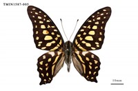 藏品(翠斑青鳳蝶)的圖片